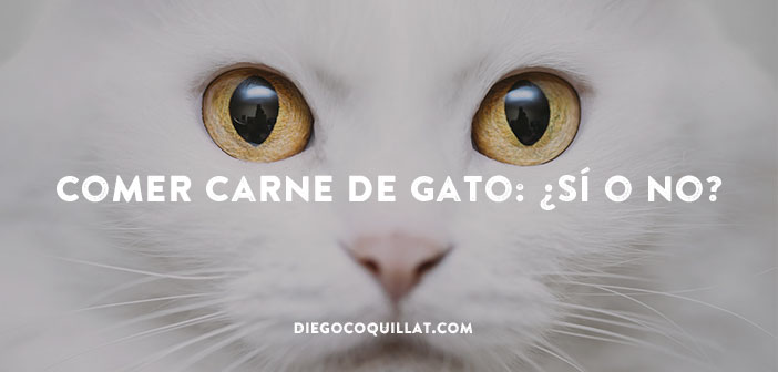 Comer carne de gato: ¿sí o no?