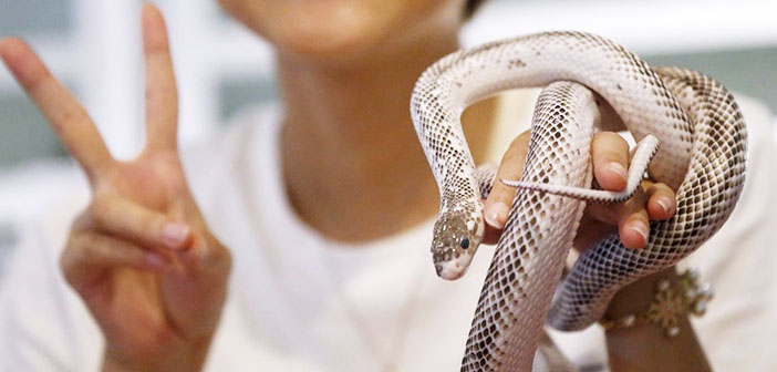 Snake Cafe: la cafetería de las serpientes en Tokio