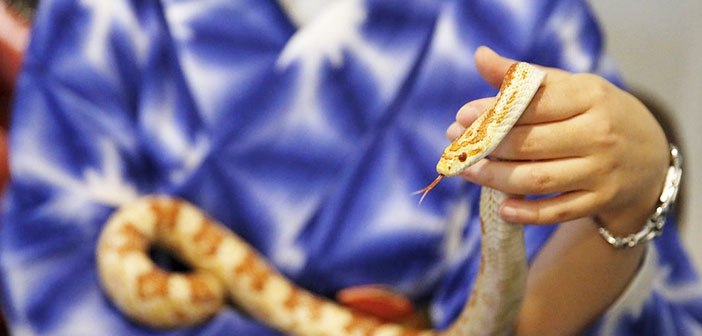 Snake Cafe-la cafetería de las serpientes en Tokio