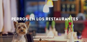 Los perros de Nueva York tienen vía libre para ir de restaurantes