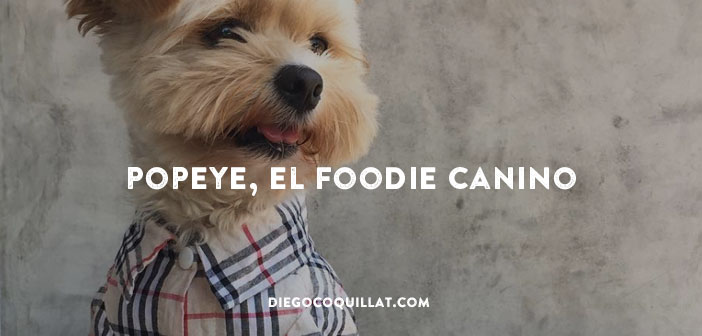 El Foodie que está arrasando en Instagram… ¡Wow! ¡Es un perro!